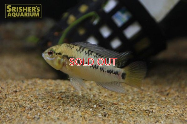 画像14: アピストグラマ ｓｐ.  ”リオカウラ” sv-50（ペア）n-02【２０１９年採集】【ベネズエラ】