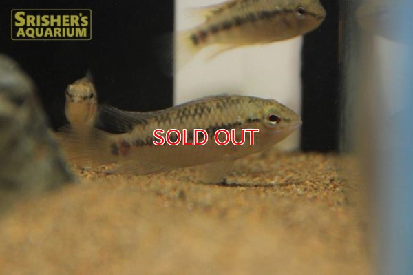 画像3: アピストグラマ ｓｐ.  ”リオカウラ” sv-50（ペア）n-03【２０１９年採集】【ベネズエラ】