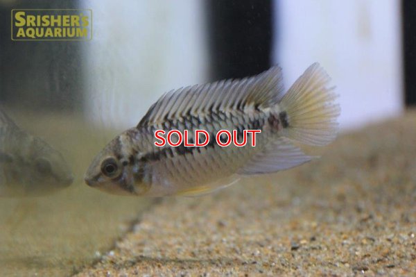 画像8: アピストグラマ ｓｐ.  ”リオカウラ” sv-50（ペア）n-06【２０１９年採集】【ベネズエラ】