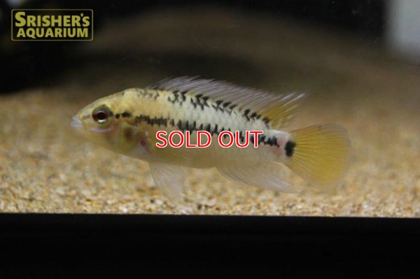 画像16: アピストグラマ ｓｐ.  ”リオカウラ” sv-50（ペア）n-02【２０１９年採集】【ベネズエラ】