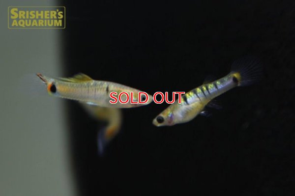 画像5: ミクロポエキリア　ブランネリー　トカンチンス　ブリード（ペア）