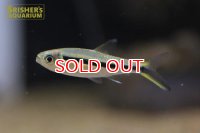ペンギンテトラ　アラグアイア　ワイルド