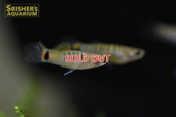 画像3: ミクロポエキリア　ブランネリー　トカンチンス　ブリード（ペア）