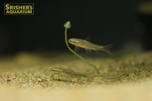 画像3: レッドテールスイミングローチ