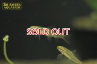 レッドテールスイミングローチ　