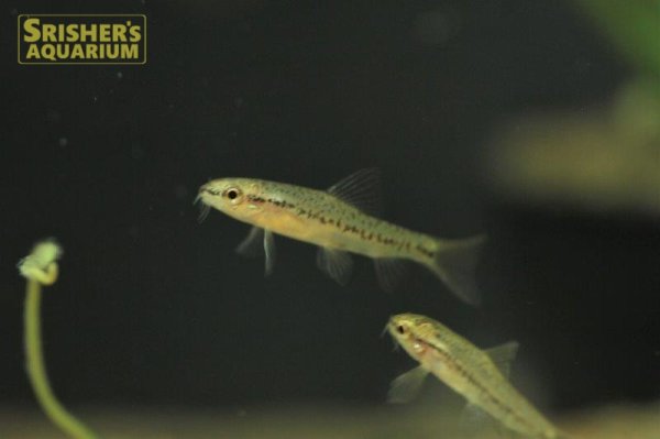 画像1: レッドテールスイミングローチ