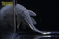 スターダストオレンジフィンカイザープレコ　L-81