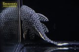 スターダストオレンジフィンカイザープレコ　L-81