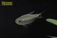 コギャルテトラ WILD