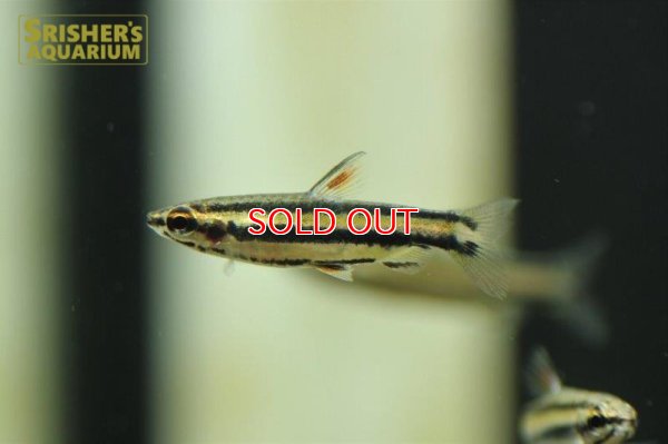 画像5: マジナータスペンシル　ＳＰ.（ピンク）