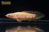 ポリプテルス　セネガルス　アルビノ　スーパーショートボディ