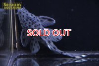シャドーホワイトトリムプレコ