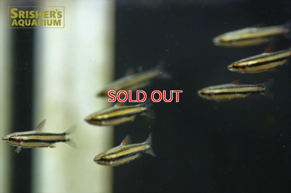 画像6: マジナータスペンシル　ＳＰ.（ピンク）