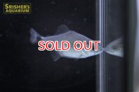 ブラックピラニア　ペルー　ベビー
