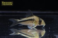 コリドラス　アクセルロディ