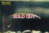 チャンナ　マルリオイデス　サンピット川