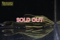 ゴールデンロイヤルプレコ アラグアイア