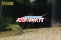 ホワイティッシュ　レッドライントーピードバルブ