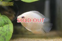 ゴールデンセベラム　