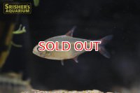 ハイフェソブリコンSP.ニューベルメーリョ　カシンボ