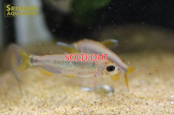 画像5: レインボーコンゴテトラ WILD ルケニ（ML-L） (ペア)