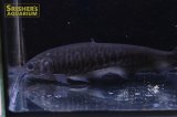 アロワナナイフ（コンゴエンシス）　