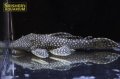ドラゴンスタークラウンプレコ