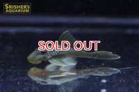 グリーンイエローフィンペコルティア　S