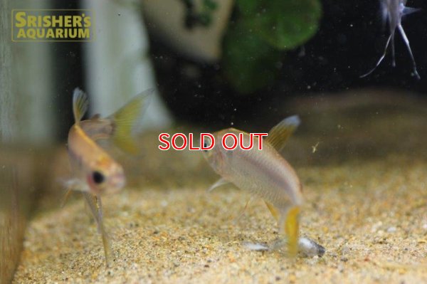 画像4: レインボーコンゴテトラ WILD ルケニ（ML-L） (ペア)