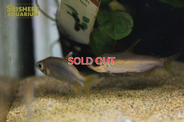画像6: レインボーコンゴテトラ WILD ルケニ（ML-L） (ペア)