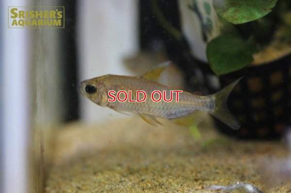 画像3: レインボーコンゴテトラ WILD ルケニ（ML-L） (ペア)