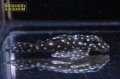 イエロースポットスタークラウンプレコ