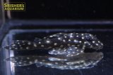 イエロースポットスタークラウンプレコ