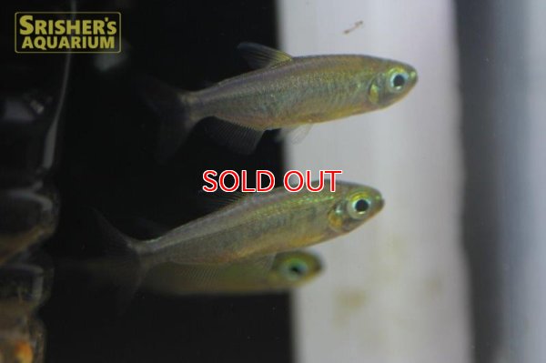 画像8: レッドフィンゴールデンコンゴテトラ