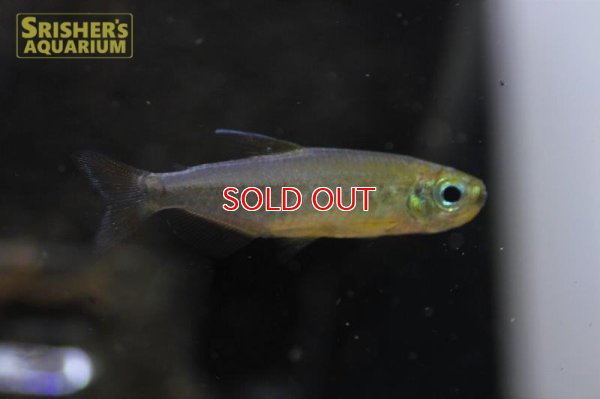 画像7: レッドフィンゴールデンコンゴテトラ