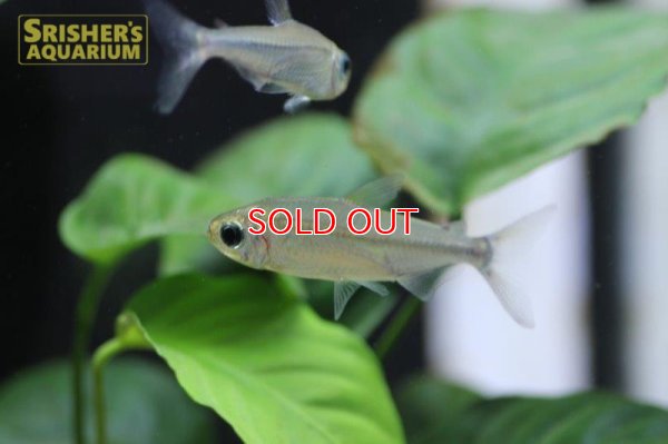 画像3: スーパーレインボーコンゴテトラ