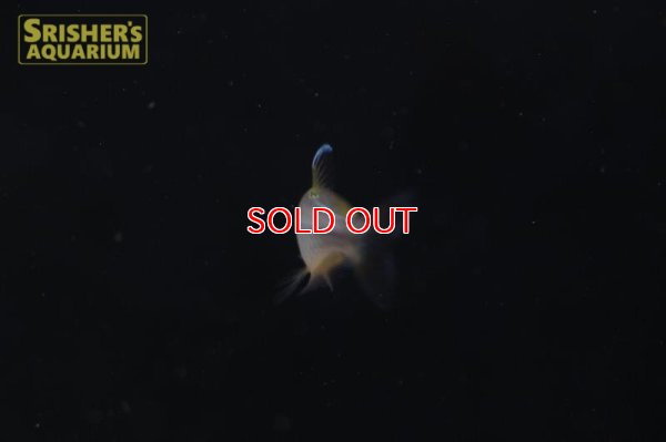 画像4: レッドフィンゴールデンコンゴテトラ