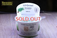水草 ウィーピングモス１－２Ｇ