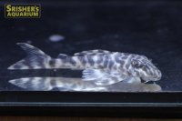 コロンビアマダラタイガープレコ