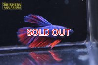 スーパーデルタ ベタ オス (2)