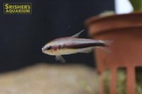 インパイクティスSP.ブラック