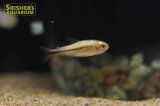 ハイフェソブリコン　ミルメックス　レッド　プラチナ