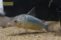 コリドラス　ゲリィ  WILD（雌雄選べる！）