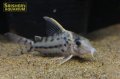 コリドラス プルケール