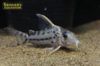 コリドラス プルケール