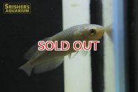 ヘテロティス　(ナイルアロワナ)