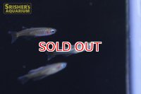 バタフライレインボー