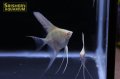 アルビノペルーアルタムエンゼル