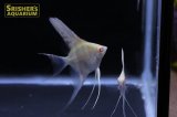アルビノペルーアルタムエンゼル