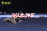 リネロリカリア　ランケオラータ（パンタナル）